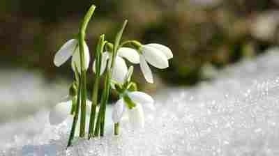 Snowdrops Keep Falling On My Head...